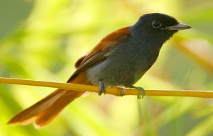 female African Paradise Flycatcher