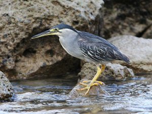 Striated Heron