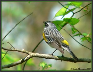 Yellow-rumped Warbler