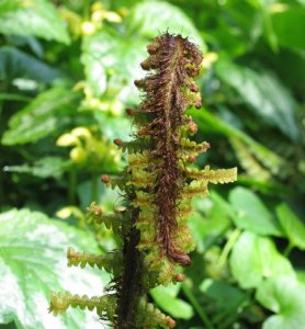 Dryopteris Wallichiana