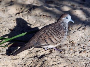 Zebra Dove