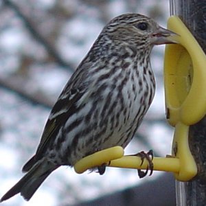 Pine Siskin