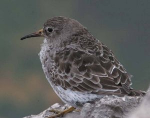 PURPLE SANDPIPER