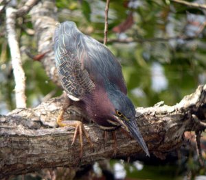 Green Heron