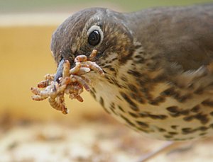 A bit of a beak full!