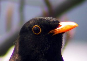 Blackbird