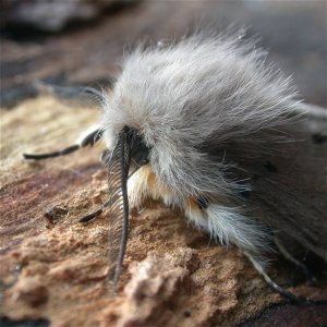 Muslin Moth