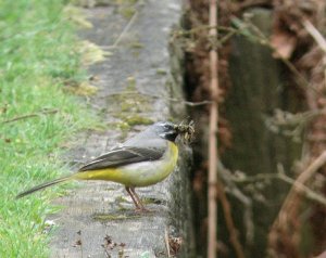 Grey Wagtail