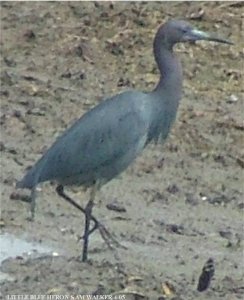 Little Blue Heron in Ohio