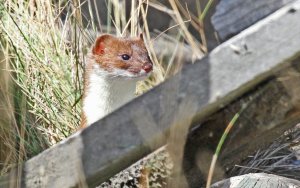 Stoat