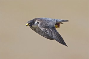 Peregrine