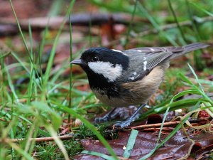 Coal Tit in the grass