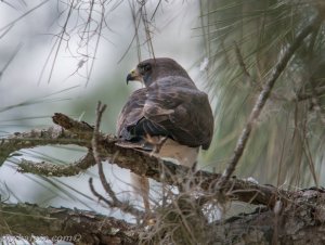 Short-tailed Hawk, a rare image