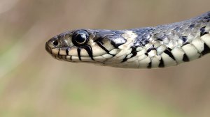 Grass Snake