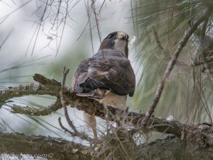 Addition shot of the Short-tailed Hawk for confirmation