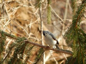 Tufted Titmouse