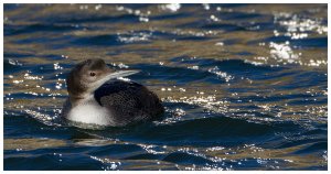 Great Northern Diver