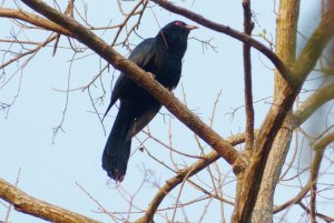 common koel male