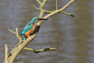 Kingfisher