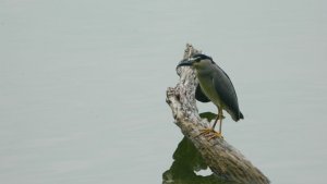 Black crowned night heron