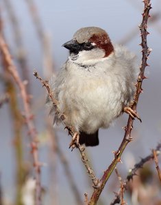 Male House Sparrow