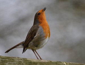 Yet another Robin
