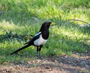 Yellow-billed Magpie