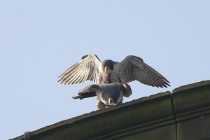 Peregrine