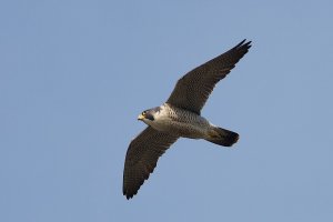 Peregrine