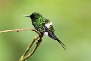 Green Thorntail