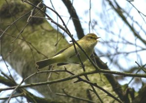 singing chiffchaff