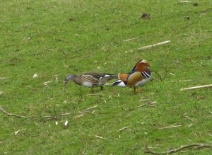 mandarin pair