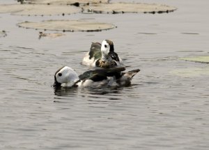 Cotton Pygmy Goose