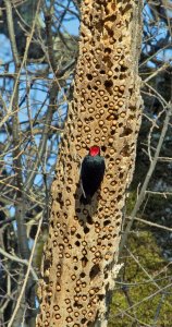 Acorn Woodpecker