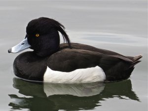 Tufted Duck