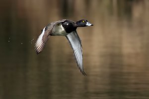 Tufted Duck