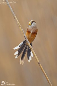 Reed Runner