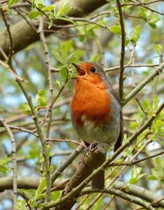 Robin singing