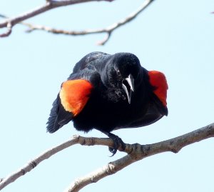 Red-winged Blackbird