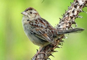 Bachman's Sparrow