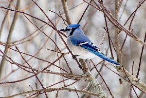 Blue Jay