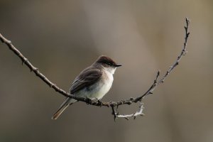 Eastern Phoebe