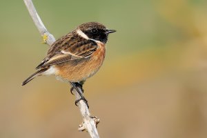 Male Stonechat