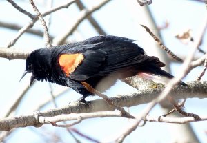 Red-winged Blackbird