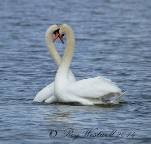 mute swans