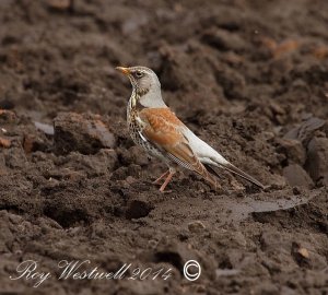 Fieldfare