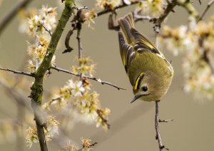 goldcrest