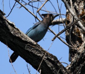 Steller's Jay