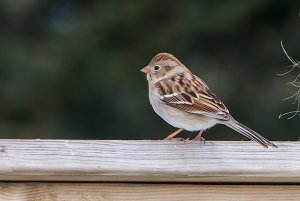 Field Sparrow