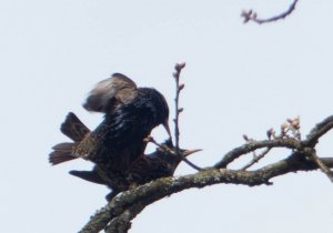 Starlings in Spring - 1